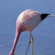 Chile Flamingo