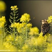 ©Braunkehlchen mit Insekt