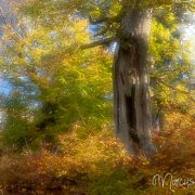 Herbst im Nationalpark Kellerwald