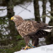 Seeadler