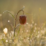 Schachbrettblume