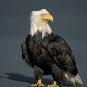 Adler am Strand