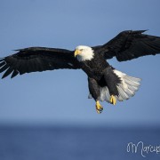 Adler im Anflug