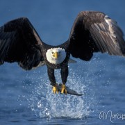 Adler im Anflug 2