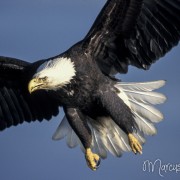 Adler im Anflug 3