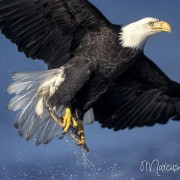 Adler im Flug