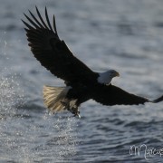 Adler im Gegenlicht