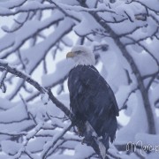 Adler im Schneetreiben