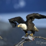 Adler mit Fisch