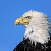 Adler portrait