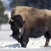 Bison1