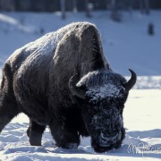 Bison3