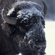 Bison6