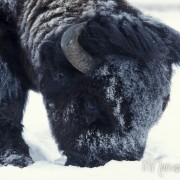 Bison7