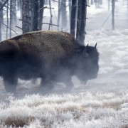 Bison8