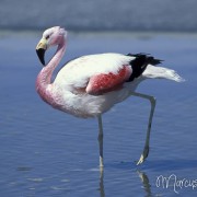 Chile Flamingo2