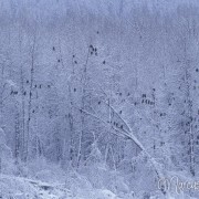 Chilkat River