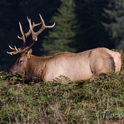 D4_DSC1941I