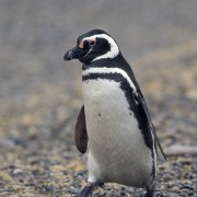 Magellan Pinguin