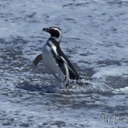 Magellan Pinguin  3
