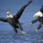 Streitende Adler 1