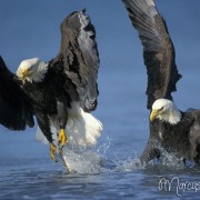 Streitende Adler 2