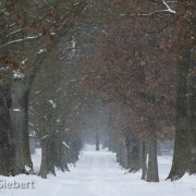 ©Allee im Schneetreiben