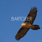 bartgeier