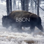 bison