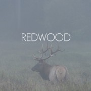 redwood