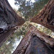 sequoia