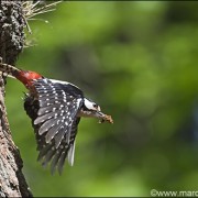 ©Buntspecht im Reinhardswald