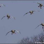 ©Graugänse im Anflug