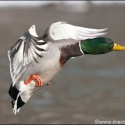 ©Stockente im Landeanflug