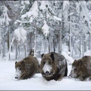 ©Wildschweine im Schnee