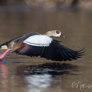 Nilgans