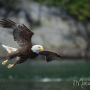 Weisskopfseeadler