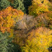 Herbstwald