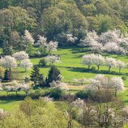 Kirschblüte