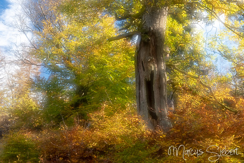 Herbst im Nationalpark Kellerwald
