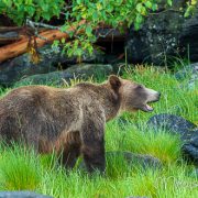 Braunbär