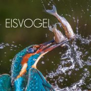 EisvogelT