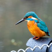 Eisvogel auf der Sonnenblende