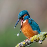 Eisvogel spuckt Speiballen aus