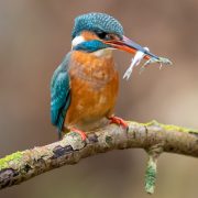 Eisvogel Weibchen