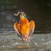 Eisvogel mit Fisch