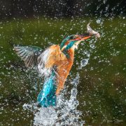 Auftauchender Eisvogel 5