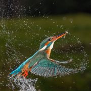 Auftauchender Eisvogel 3