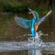 Auftauchender Eisvogel 1