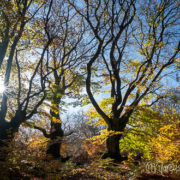 Herbst im Halloh